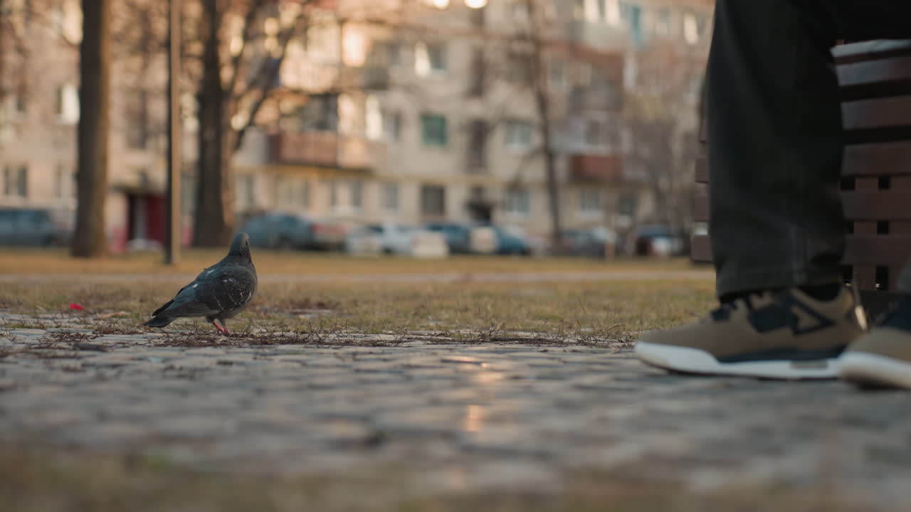 Close up ground view shows pigeon walking past seated man legs near bench, soft dusk light over park path, blurred apartments and trees behind, peaceful urban moment