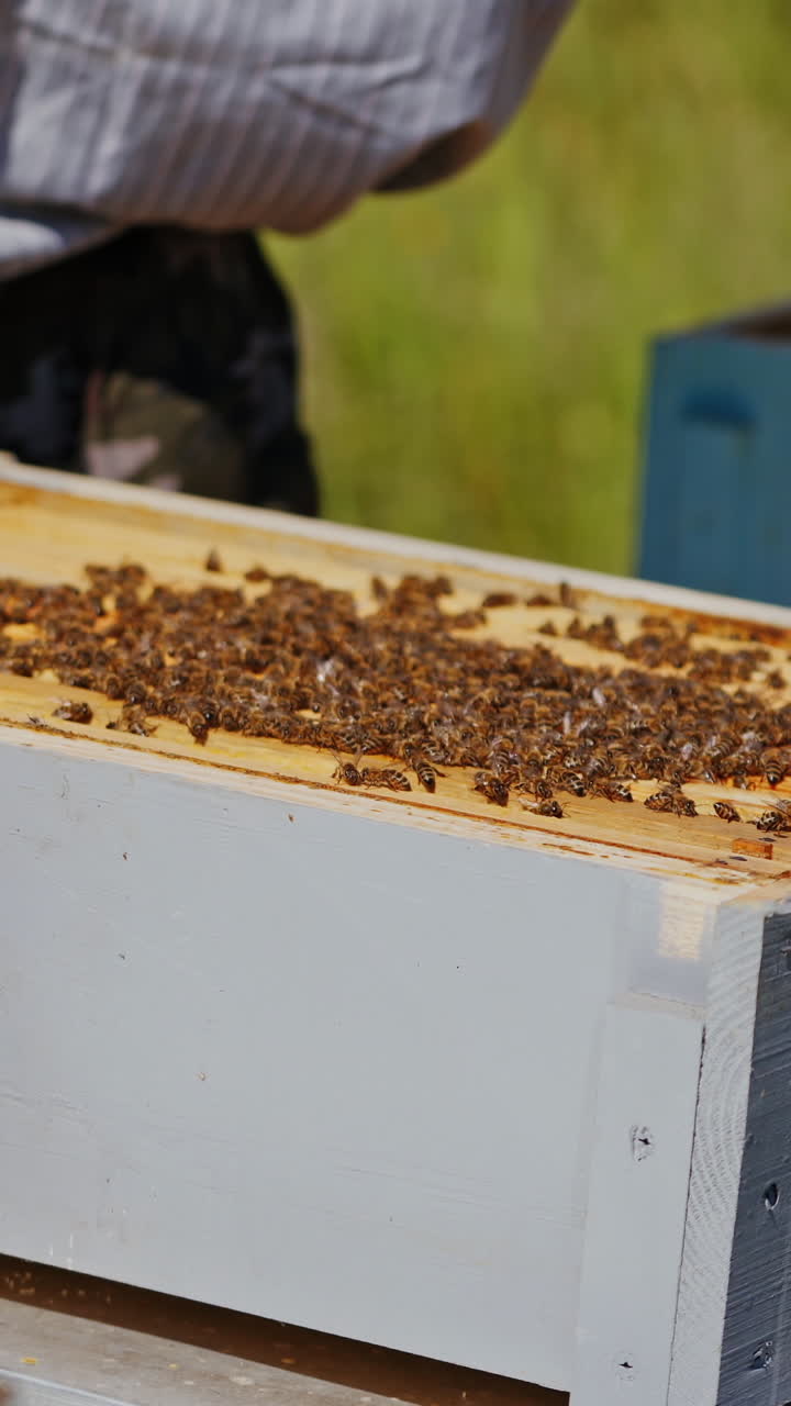 Beekeeper neatly holds the frame with bees. Man checks honey in the combs. Apiarist takes care of beehive on the apiary. Bees crawling on a honeycomb. Close-up. Vertical video