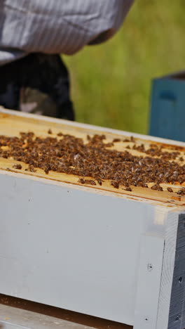 beekeeper neatly holds the frame with bees. man checks honey in the combs. apiarist takes care of beehive on the apiary. bees crawling on a honeycomb. close-up. vertical video