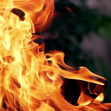 burning wood trees in fire
