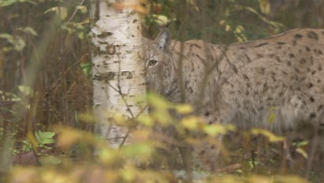 tracking long shot of eurasian lynx peeking through the yellow-brownish foliage of dense forest while hunting, walking from right to left