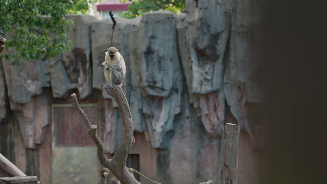枝に止まる一匹のサル。動物園の囲いの岩壁を背景に、フィールドリサーチャーがその行動を観察し、飼育員は遠くから見守る。望遠レンズが捉える、樹上性霊長類の穏やかな姿と研究の情景。