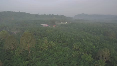 Coconut-Field-Aerial-Shot
Chumporn-Province,-Thailand