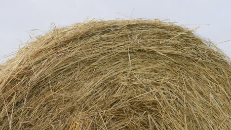 outono - época de colheita. balos de feno em close-up. conceito de agricultura.