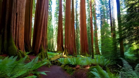 redwood forest path