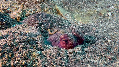 coconut octopus disappears from seabed by digging in into dark sand