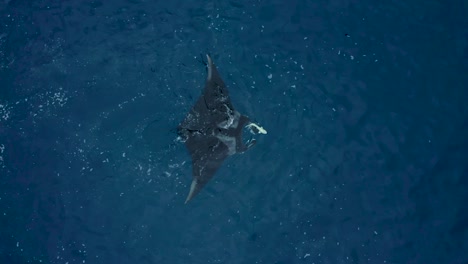 Schiffshalter-Schwimmt-Mit-Riesenmanta-Auf-Der-Meeresoberfläche,-Während-Er-Frisst,-Drohne-Steigt-Zu-Den-Revillagigdeo-Inseln-Auf