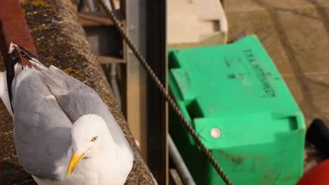 seagull perched on a wall, looking around