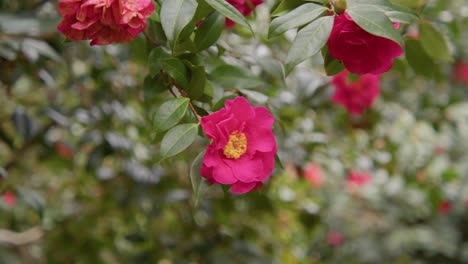 a vibrant camellia in full bloom with soft petals and rich details. captured in 4k slow motion, this shot showcases the elegance of nature and botanical beauty.