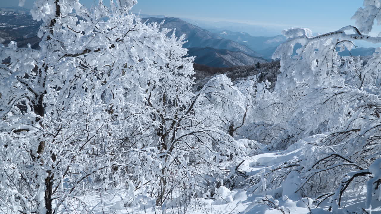 Winter Morning at Balwangsan Mountain Mona Park, View of Bent Treetops Covered in Snow and Mountain Range in Backdrop Pyeongchang-gun, Gangwon-do, South Korea- slow motion pan left