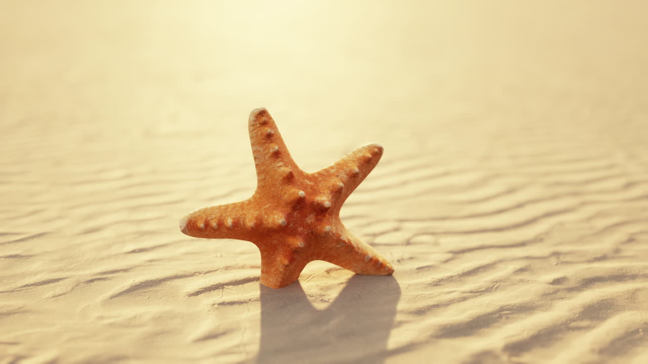 starfish on the sity beach