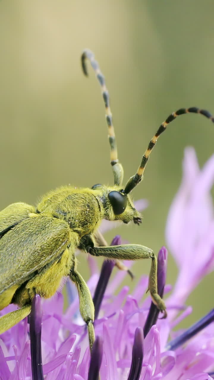 escarabajo de cuernos largos verde en una flor púrpura