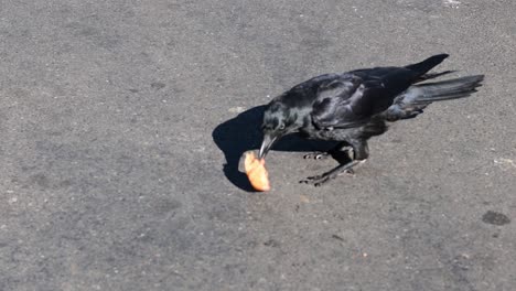 seagull and crow fighting over a piece of food