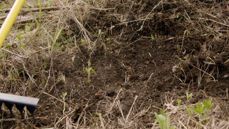 close-up view of a rake plowing the weeds in the forest