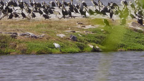 African sacred ibis near water, surrounded by resting birds on grassy island