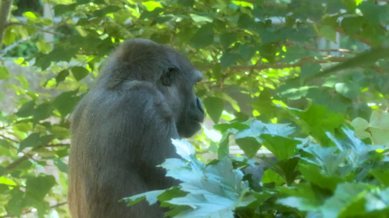 un gorila mastica hojas tranquilamente en un entorno exuberante y verde en el zoológico de melbourne, capturado con luz natural