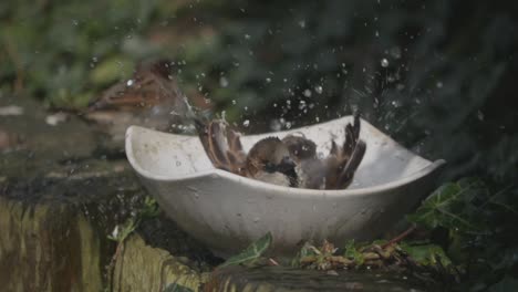 Plano-Amplio-De-Dos-Gorriones-En-Un-Jardín-Durante-El-Día,-Uno-En-Un-Baño-Para-Pájaros-Chasqueando-En-El-Agua-En-Cámara-Lenta