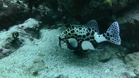 Blotched-Adult-Harlequin-Sweetlips-Fish-Moves-Cautiously-Over-Sand-Patch