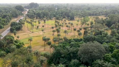 drone-shot-of-road,-farm-and-forest-in-Senegal-Africa