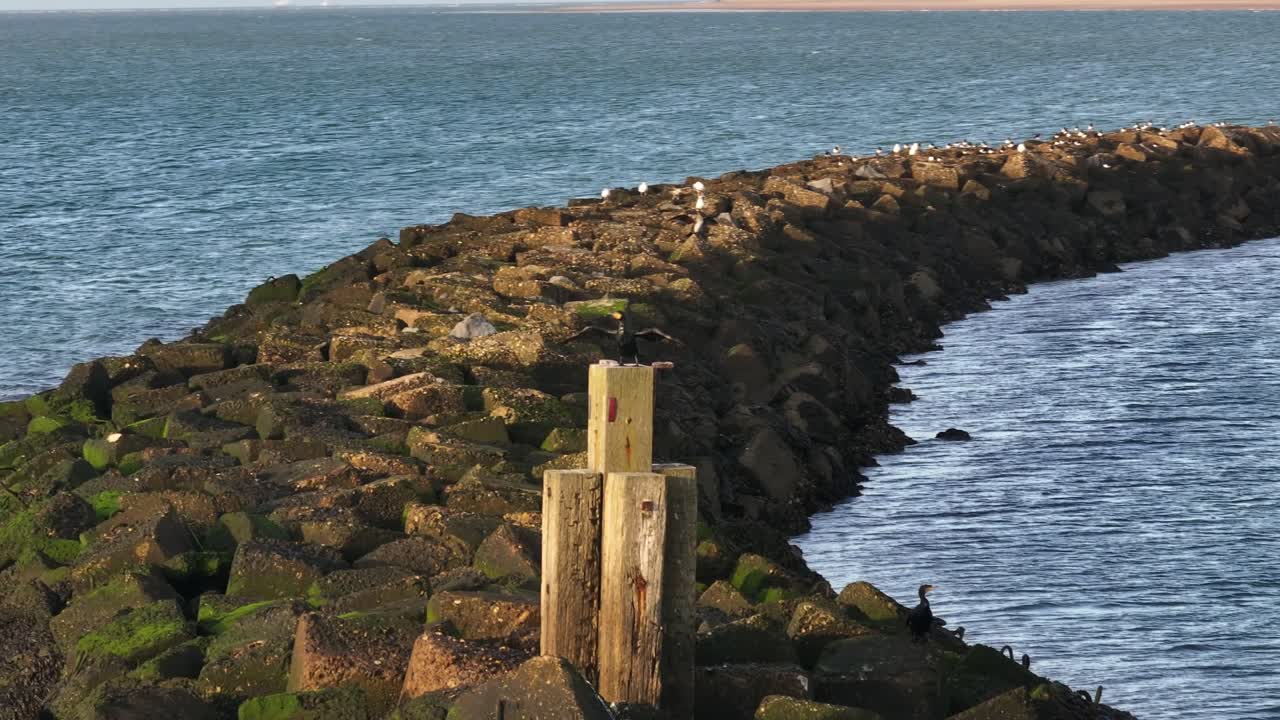 Circling Aerial Close Up Shot of Cormorant Drying It's Wings, Late Afternoon, Netherlands
