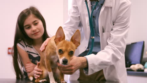 El-Veterinario-Está-Examinando-A-Un-Perro.