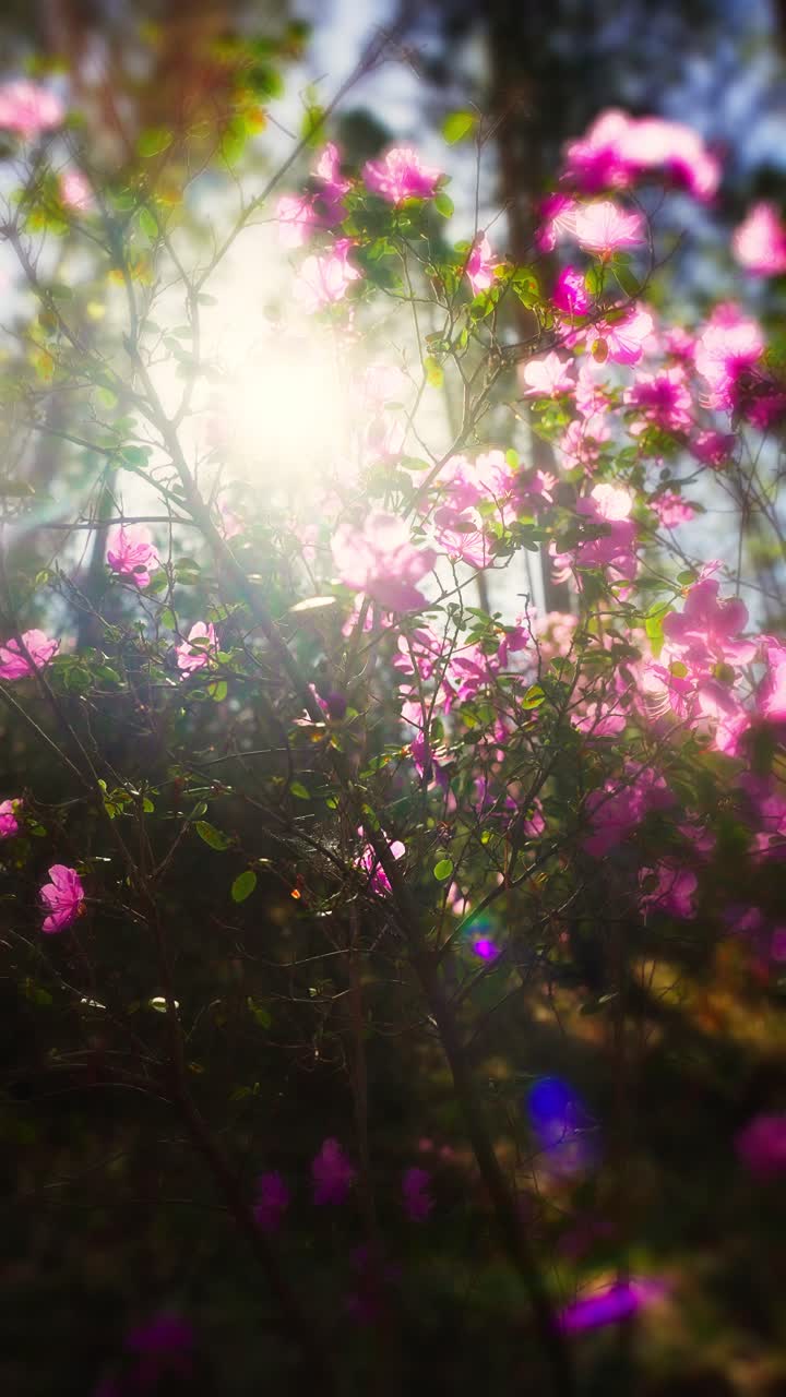 Pink Azaleas in Sunlight