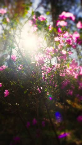 pink azaleas in sunlight