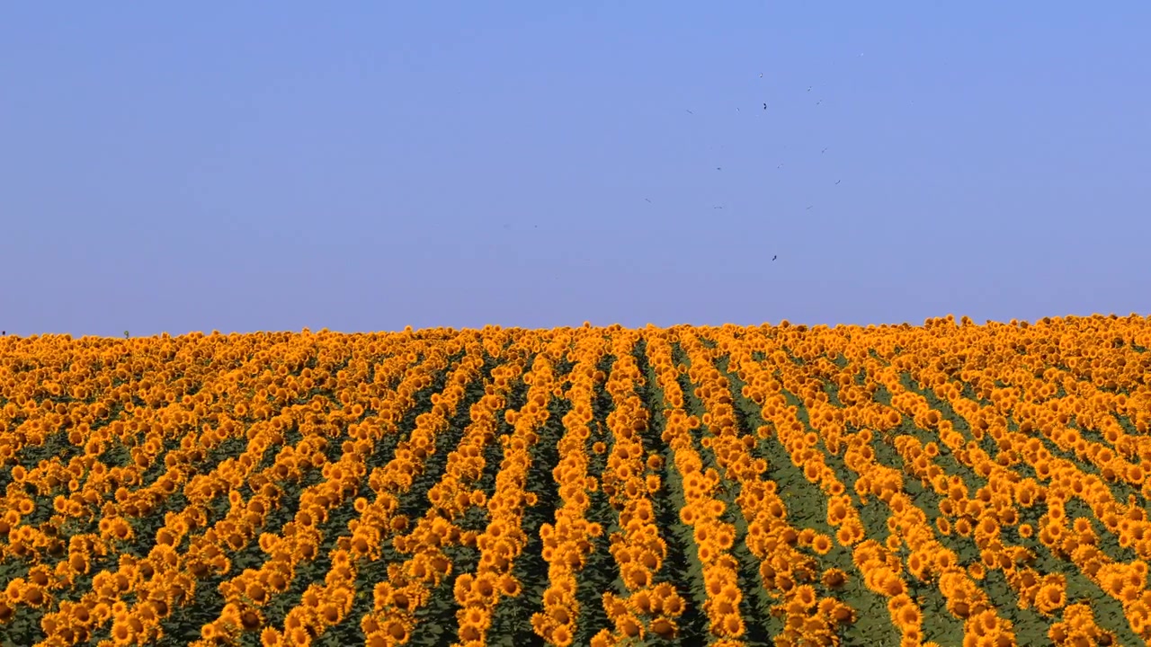 Vista aerea con drone di un vasto campo di girasoli che si estende fino all'orizzonte sotto un cielo azzurro limpido, mostrando crescita e abbondanza. Moldavia.