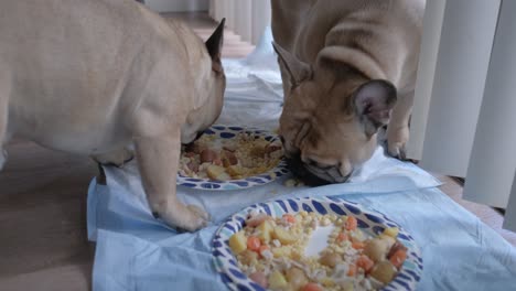 cerca de dos bulldogs franceses comiendo sus comidas saludables