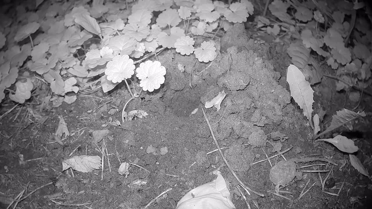 European mole (Talpa europaea) emerges from its burrow at night for a few moments. Estonia