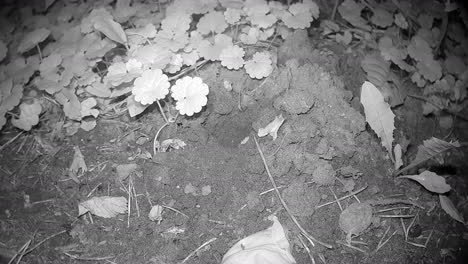european mole (talpa europaea) emerges from its burrow at night for a few moments. estonia
