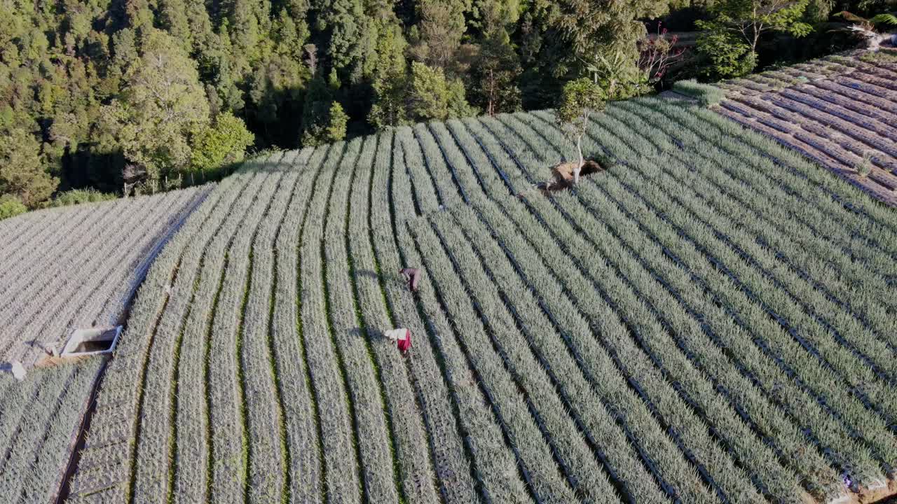 fotografía aérea de un agricultor que trabaja en una plantación de cebolla en la ladera del monte sumbing, indonesia