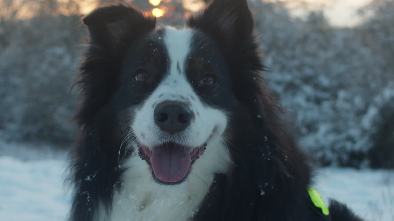 primer plano de un perro sonriendo a la cámara en una hermosa noche de invierno