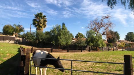 Horse-rubbing-its-face-on-arena-gate