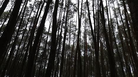 trees in a dark pine forest during the day