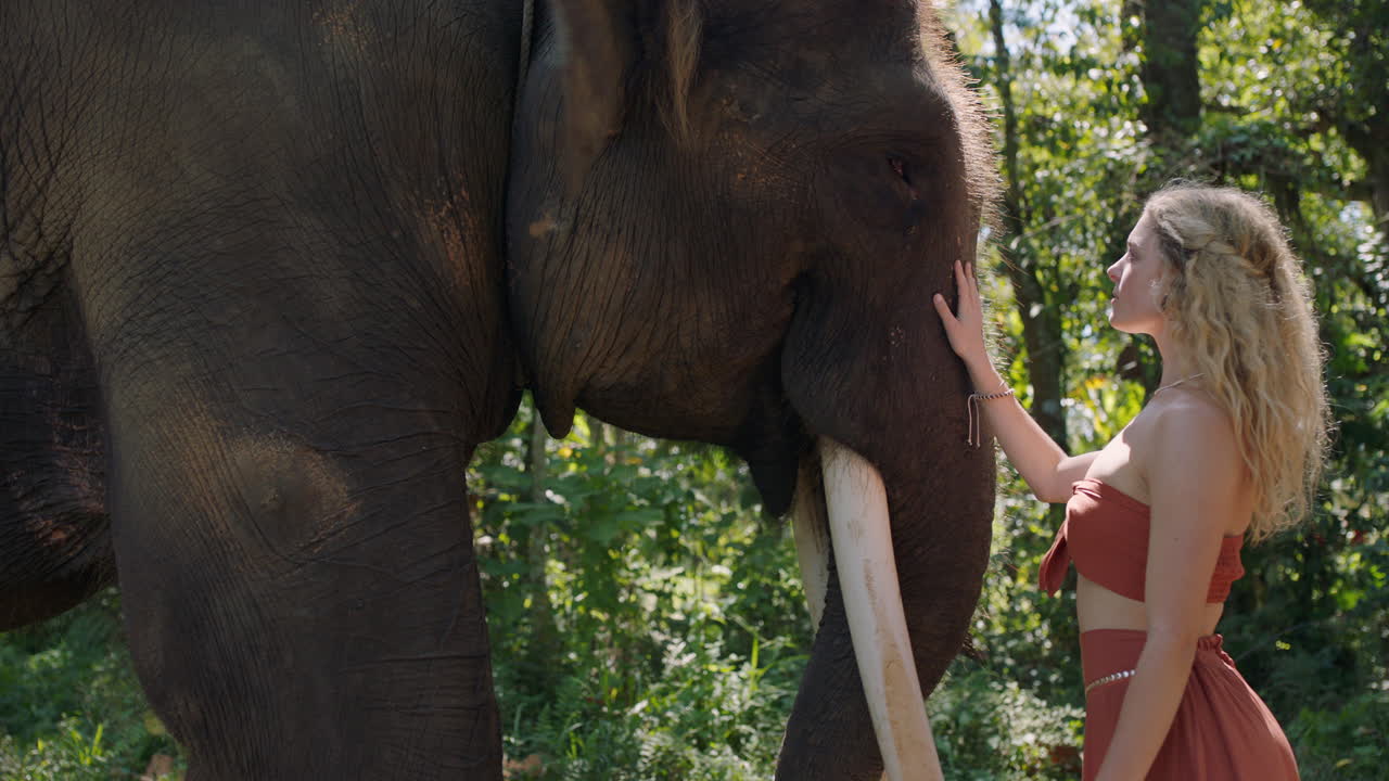 naturaleza mujer tocando elefante en la jungla mostrando afecto acariciando animal salvaje en el santuario 4k