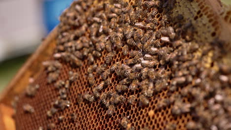 bee family covering the honey frame. the frame is being turned upside down. close up.