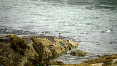 Entenmutter-Und-Entenküken-Trotzen-Einem-Regnerischen-Tag-Und-Schwimmen-Flussaufwärts-Gegen-Die-Strömung,-Zeitlupe