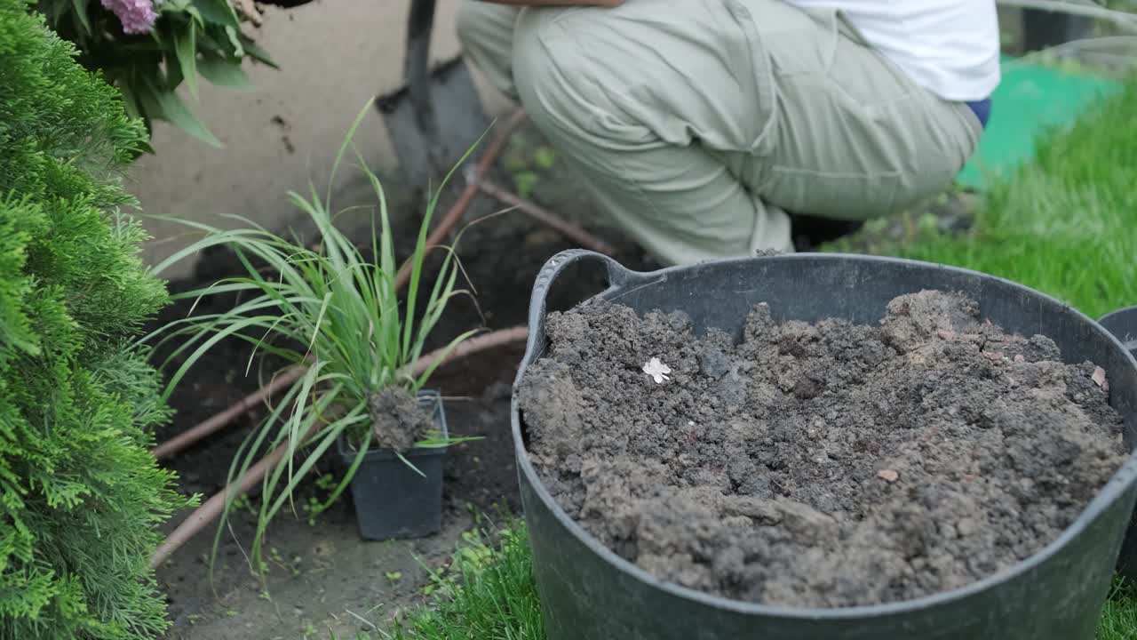 un jardinero se inclina para plantar flores en un jardín bien cuidado, rodeado de hierba verde, arbustos y cercas de madera. se centra en el jardín al aire libre y el trabajo de jardinería