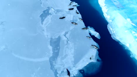 wonderful aerial view over seals on white ice floe in iceland. seals are next to the blue sea.