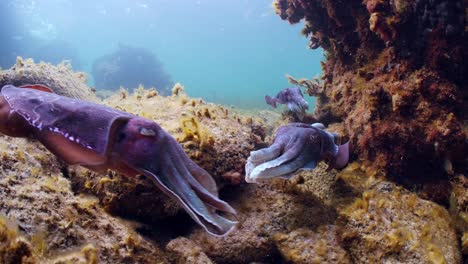 Riesige-Australische-Tintenfische-Sepia-Apama-Migration-Whyalla-Südaustralien-4k-Zeitlupe,-Paarung,-Eier-Legen,-Kämpfen,-Aggregation,-Unter-Wasser