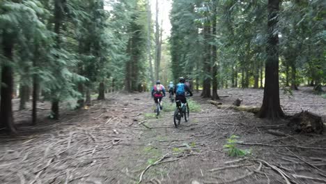 group of mountain bikers drone tracking though pine forest 4k