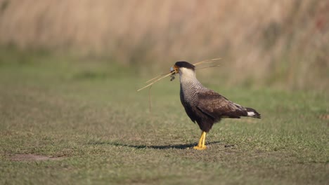 eye level view of a crested caracara (caracara plancus) holding nesting material in its beak during breeding season in slow-motion, corrientes, argentina