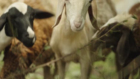 Different-Kind-of-Sheep-Eating-Leaves-from-a-Branch,-White-Brown-and-Black-Sheep,-Close-Up