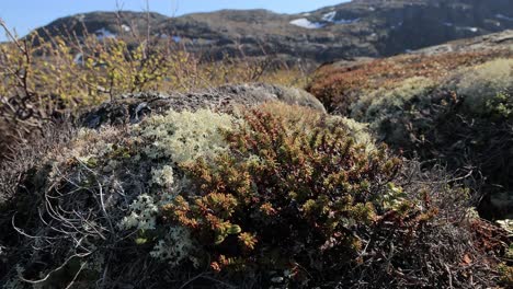 Arctic-Tundra-lichen-moss-close-up.-Found-primarily-in-areas-of-Arctic-Tundra,-alpine-tundra,-it-is-extremely-cold-hardy.-Cladonia-rangiferina,-also-known-as-reindeer-cup-lichen.