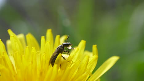 bee drinking morning dew in the yellow flower of dandelion