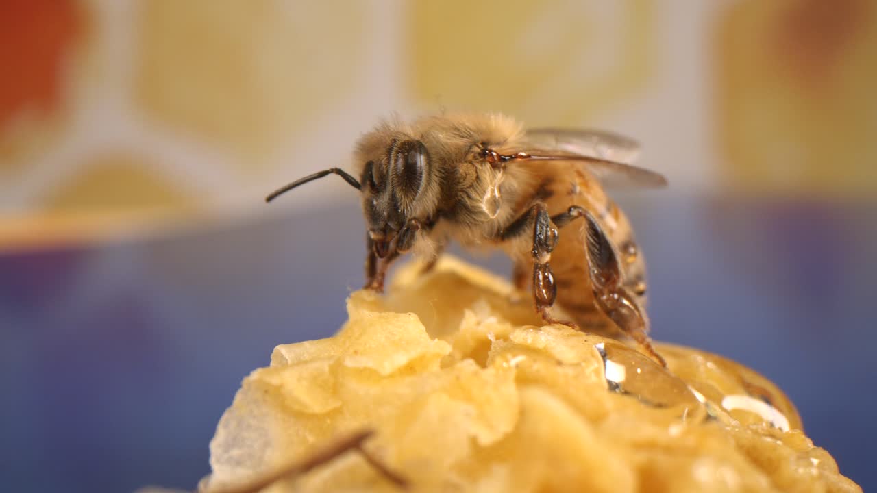Honeybee sitting on honeycomb with a blue and yellow background