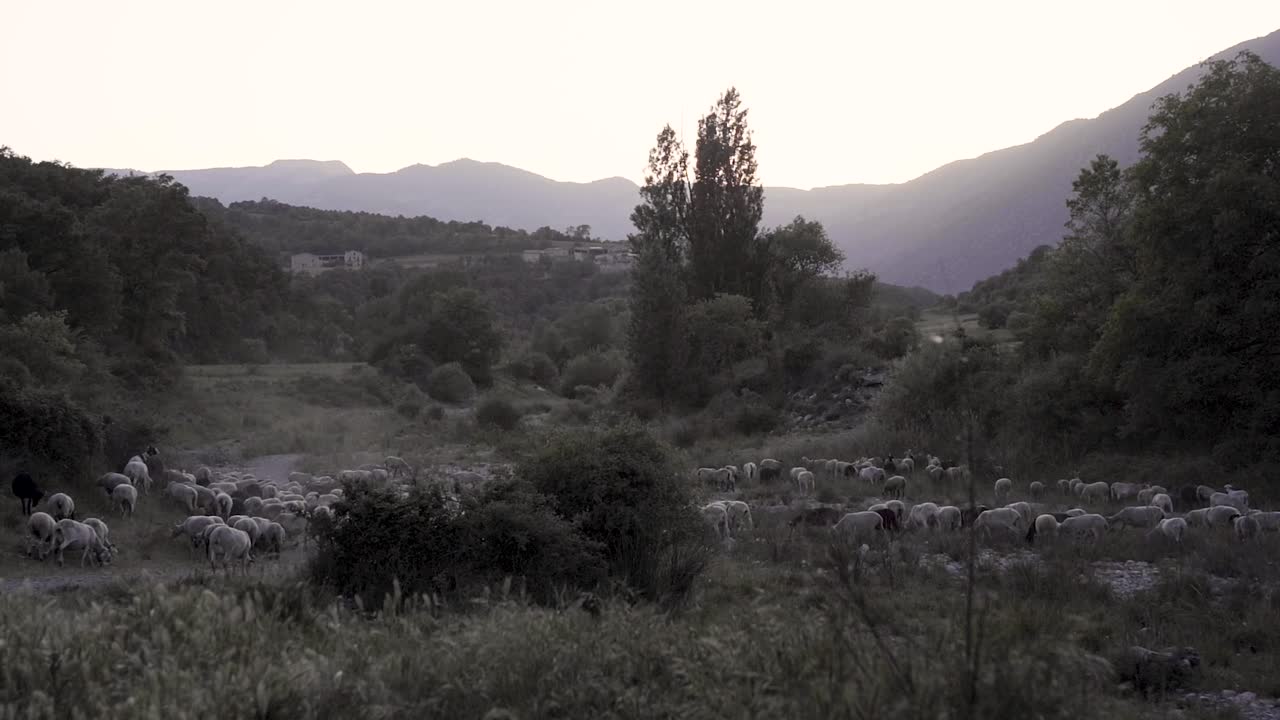 rebaño de vacas pastando en el pasto