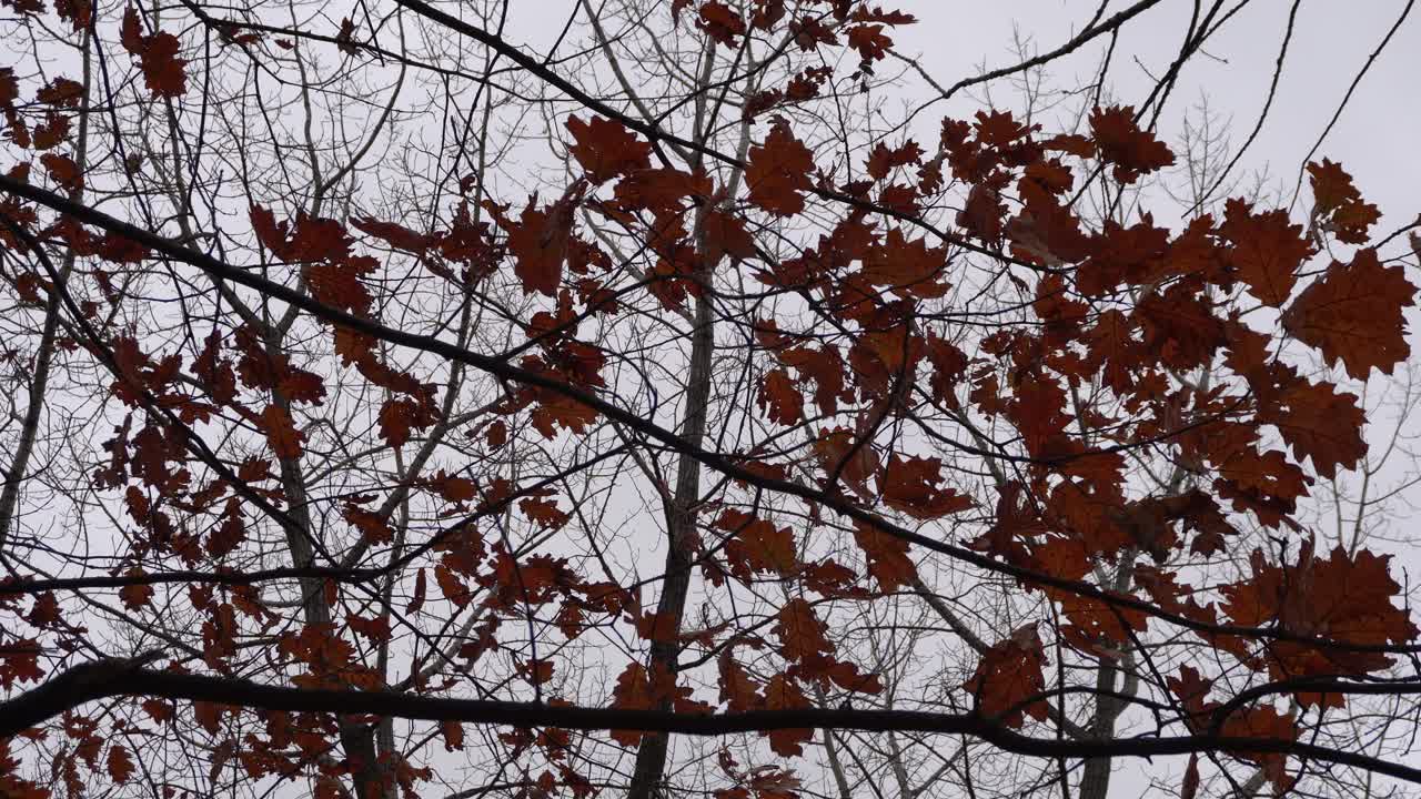 A cloudy day in November where the leaves are almost gone from that tree. In the back, you can see trees without leaves.
