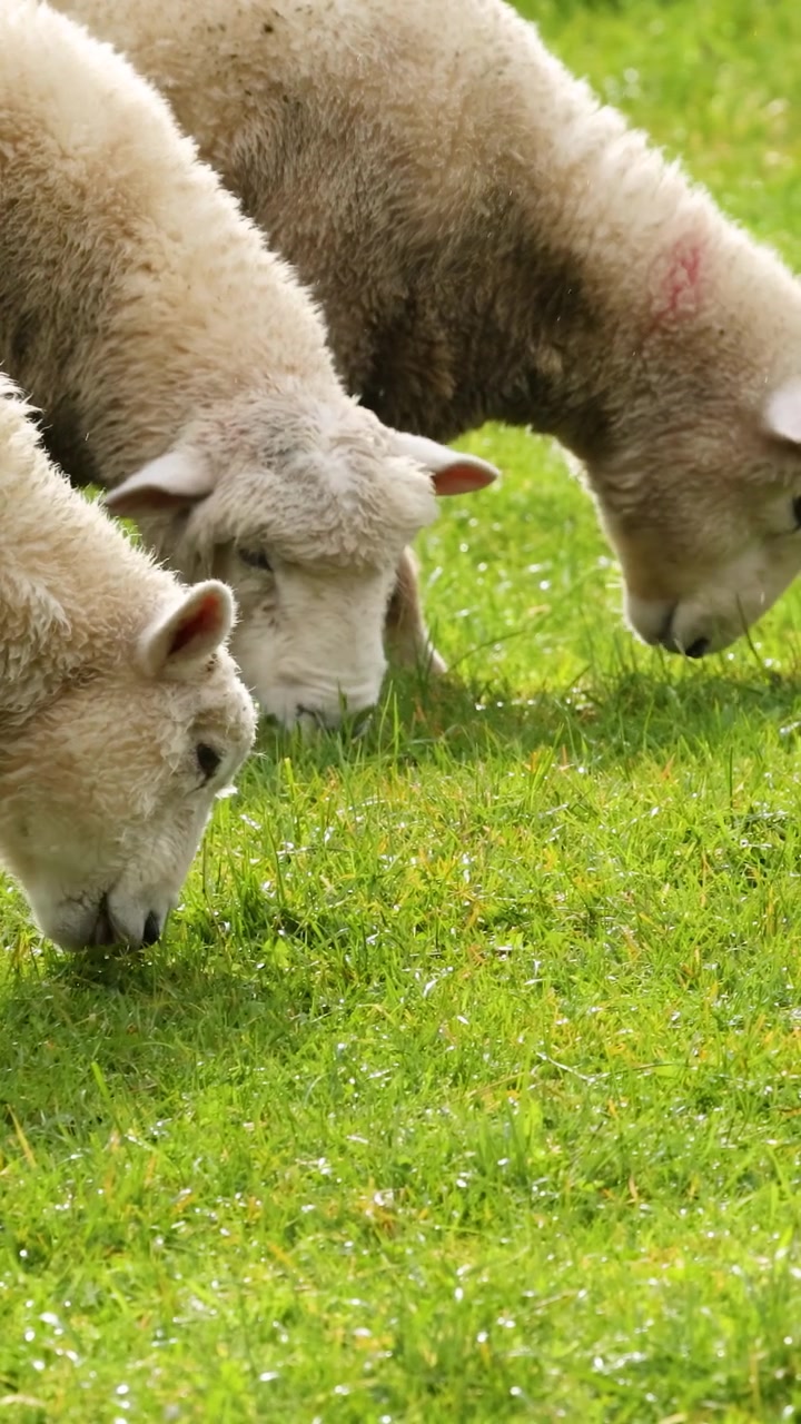 Pecore Devon Closewool pascolano pacificamente su erba verde lussureggiante in un pascolo neozelandese illuminato dal sole